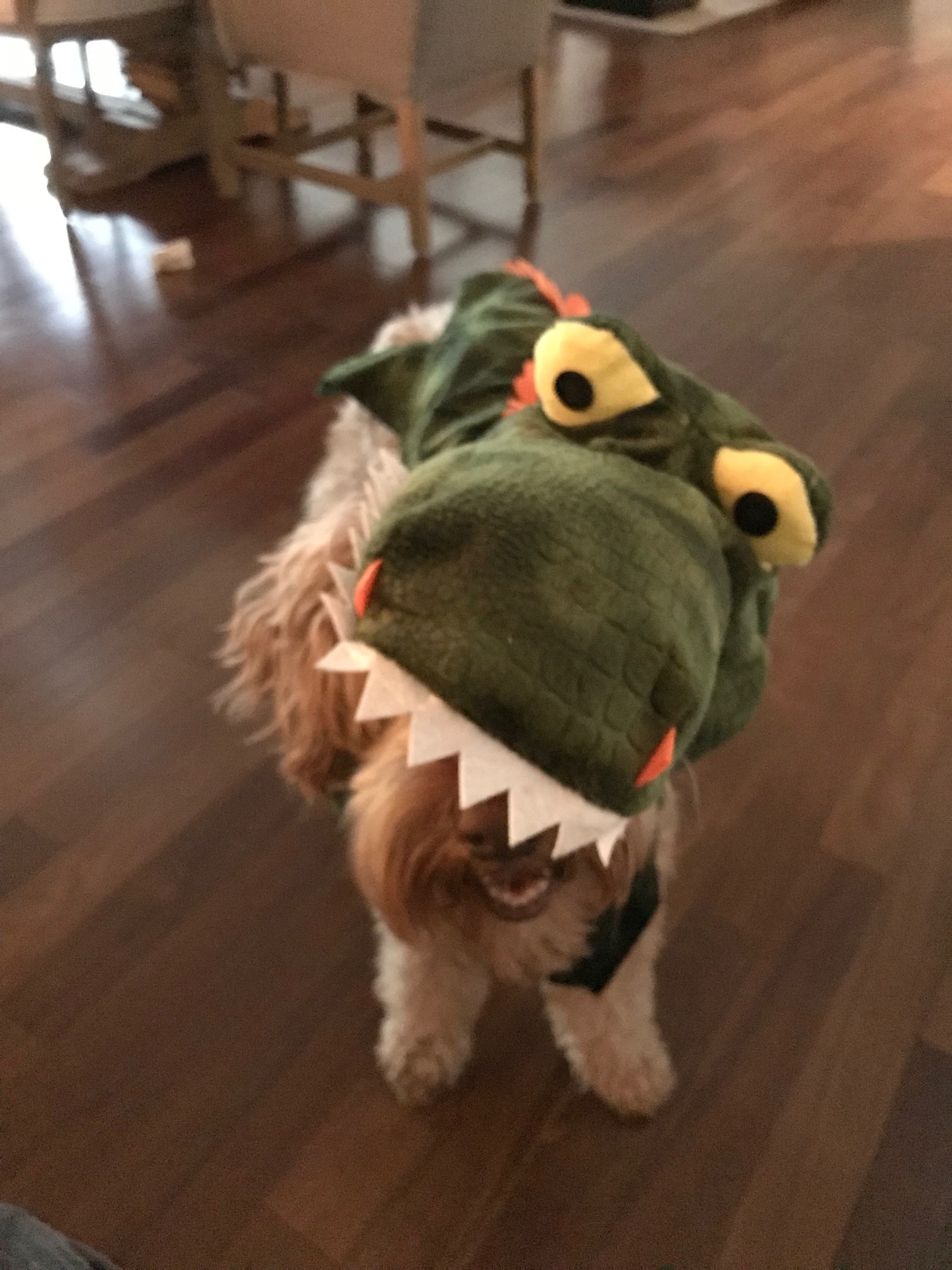 a brown australian labradoodle in a green dragon costume stands on hardwood floor