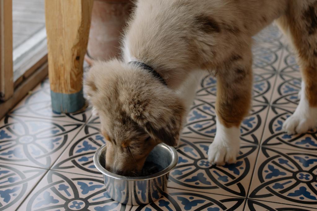 Australian Shepherd puppy eating from a bowl on the floor.