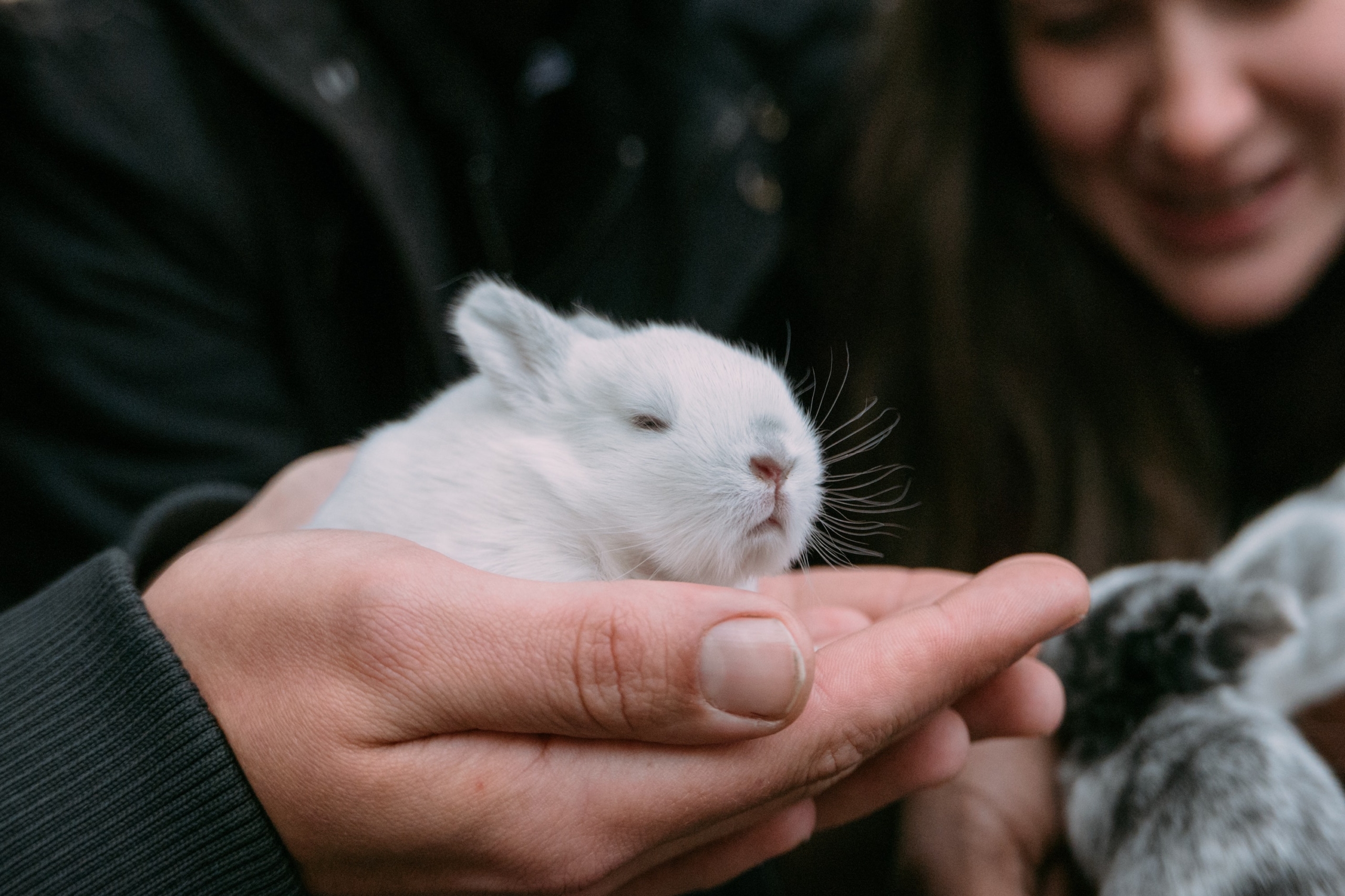 Baby rabbit being held by owner