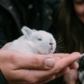 Baby rabbit being held by owner