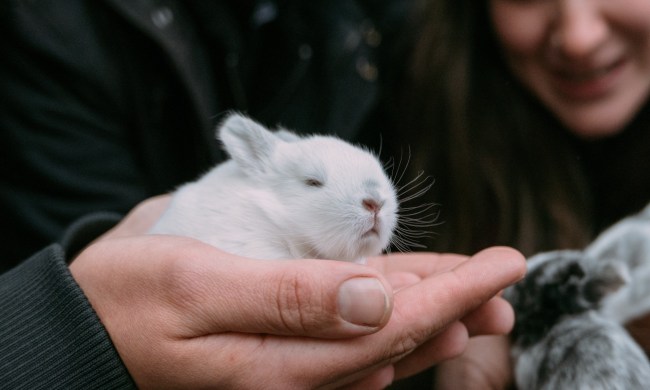 Baby rabbit being held by owner