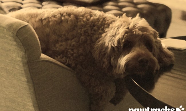 Baxter the Australian Labradoodle sleeps on an armchair