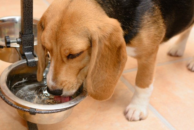 dogdrinkingwaterfromametalbowlathome