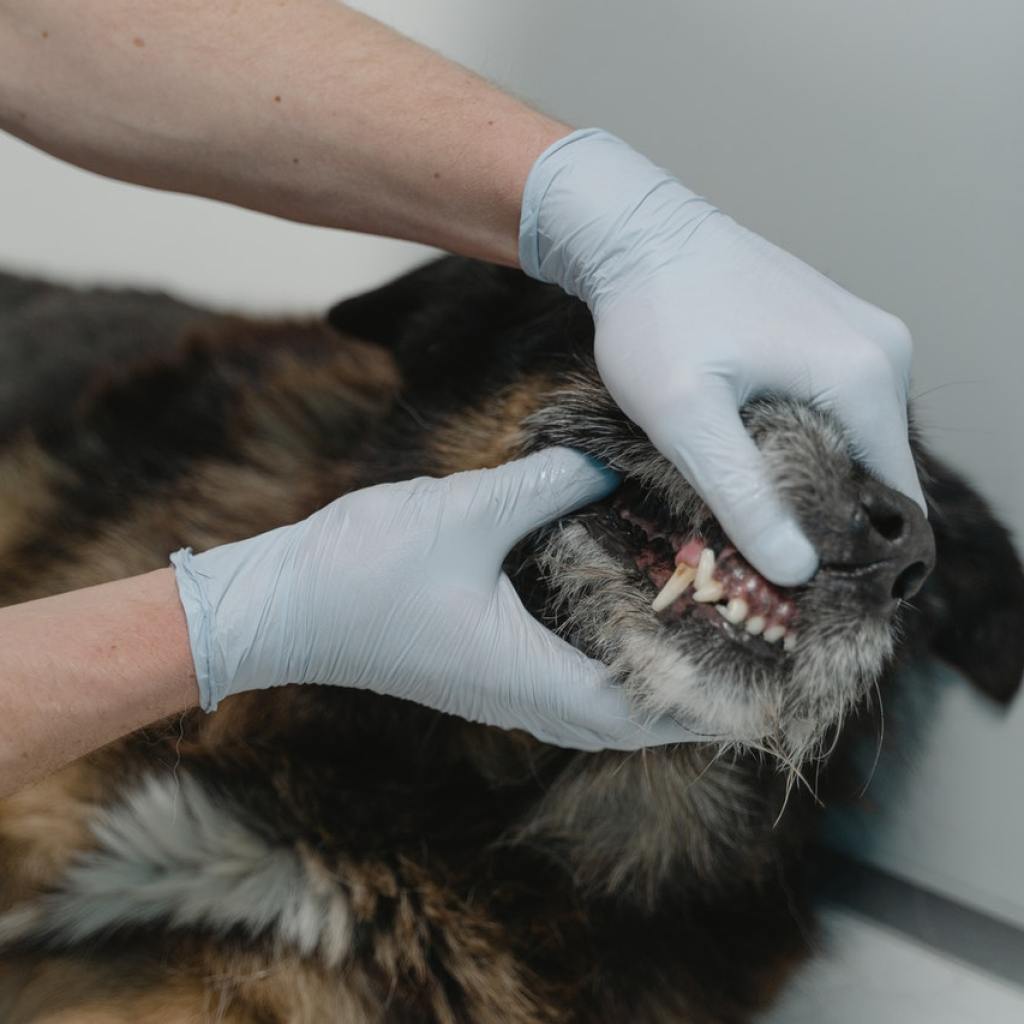 A Black and Tan dog getting a dental exam.