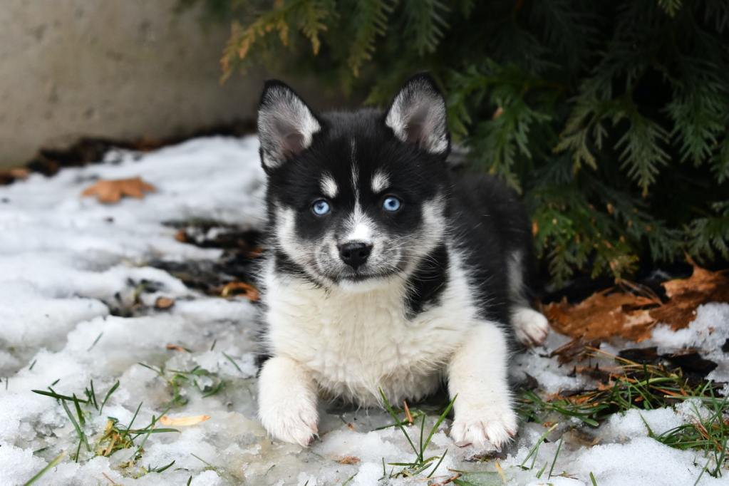 Mėlynaakis, juodai baltas Pomsky šuniukas.