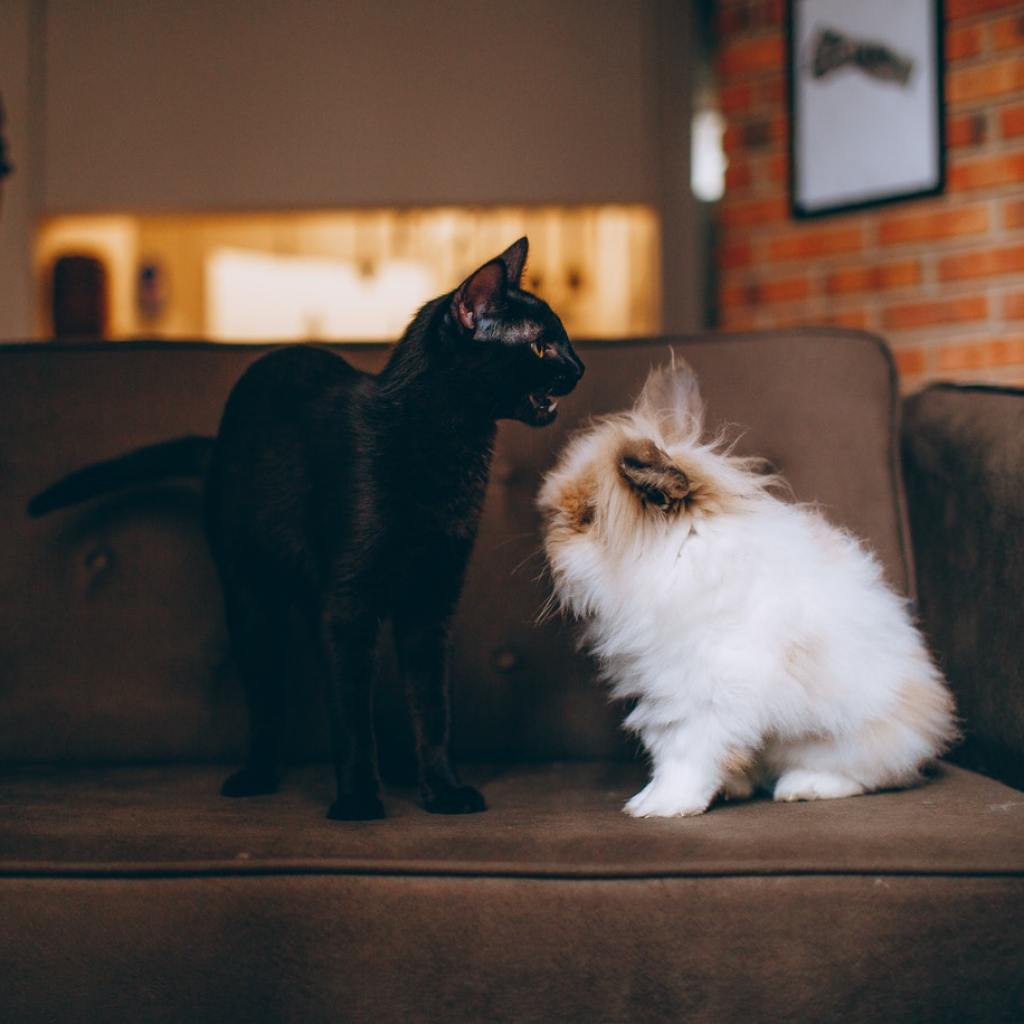 A black cat and a tan and white rabbit on a brown sofa.