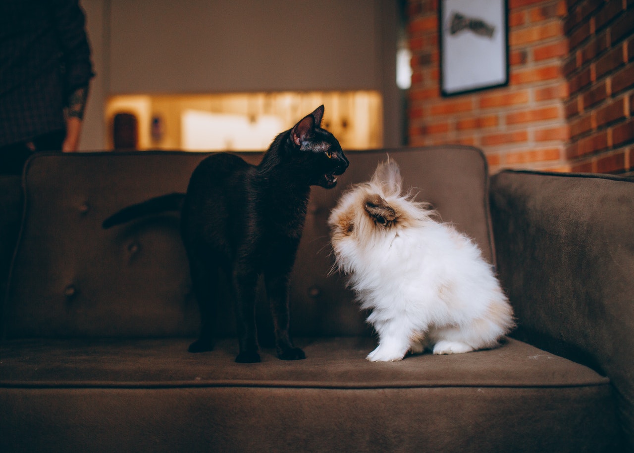 A black cat and a tan and white rabbit on a brown sofa.