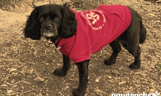 a black cavapoo in a red sweatshirt stands outside and looks at the camera