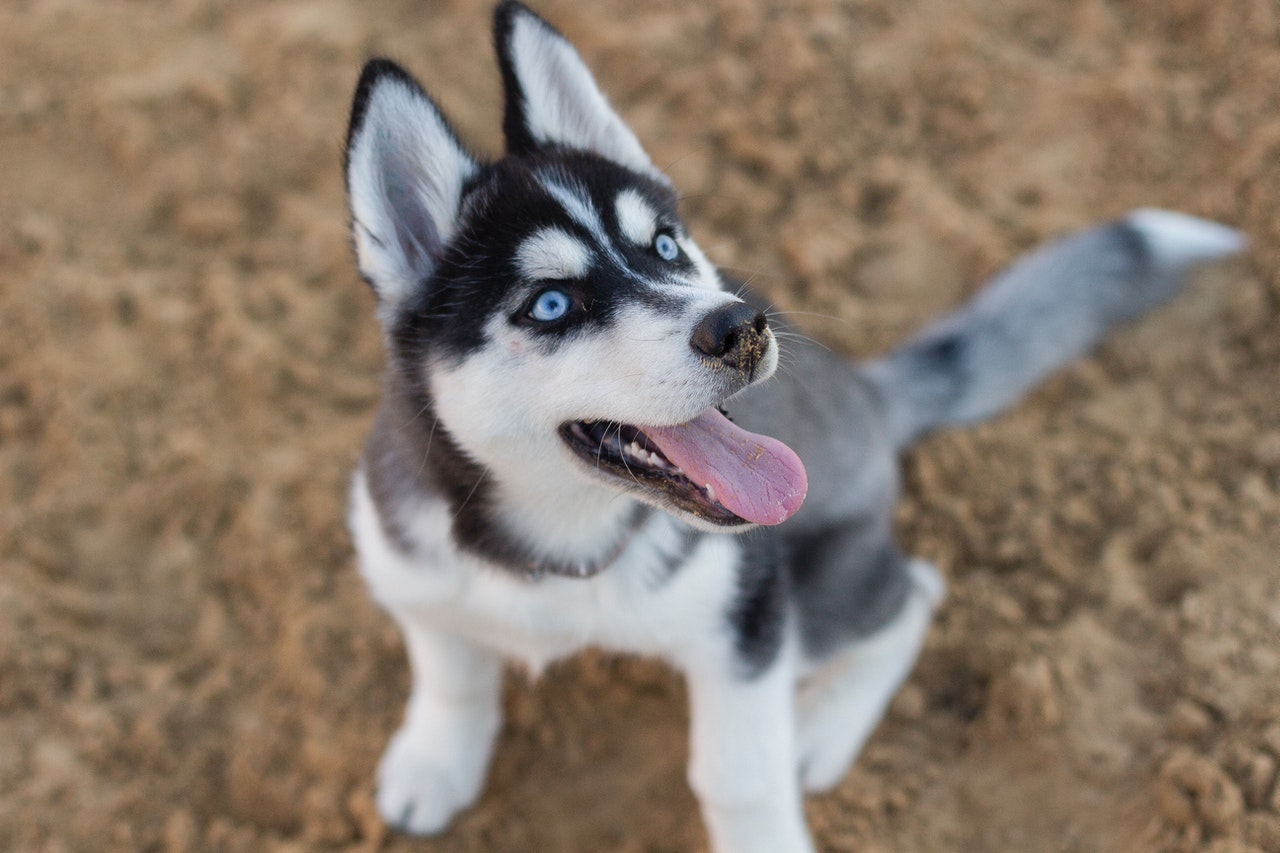 are huskies dangerous to babies