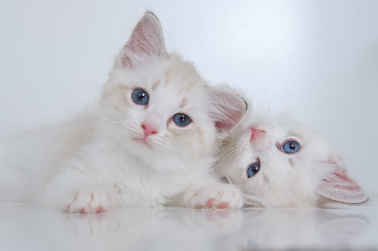 Two blue-eyed white kittens snuggling.