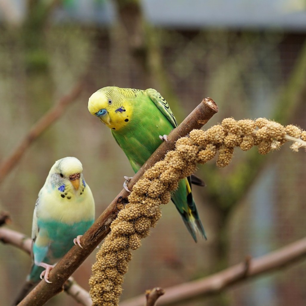 Parakeets eat seeds from a stalk