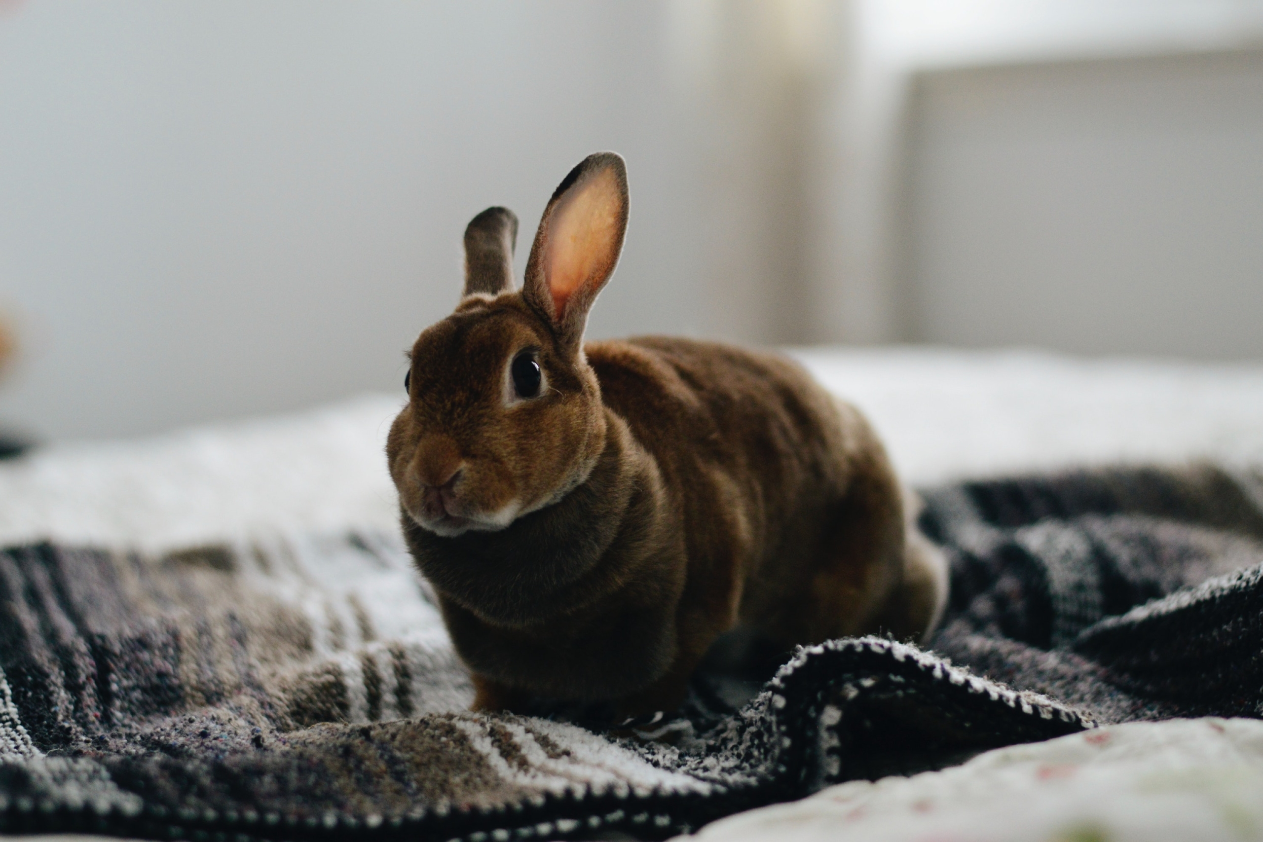 This Is How To Tell If Your Rabbit Is Pregnant | PawTracks