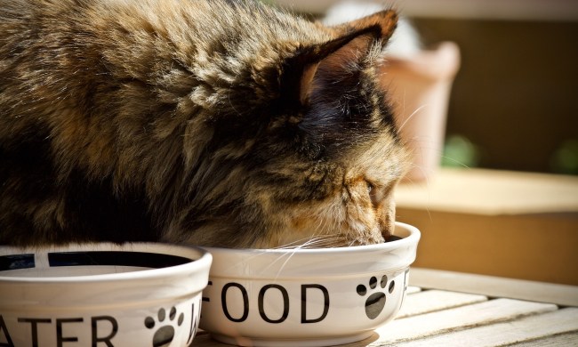 Cat eating out of a food dish next to a water dish