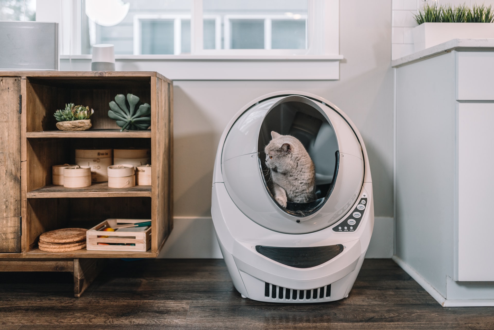 Katė, lipanti iš Litter Robot kraiko dėžės