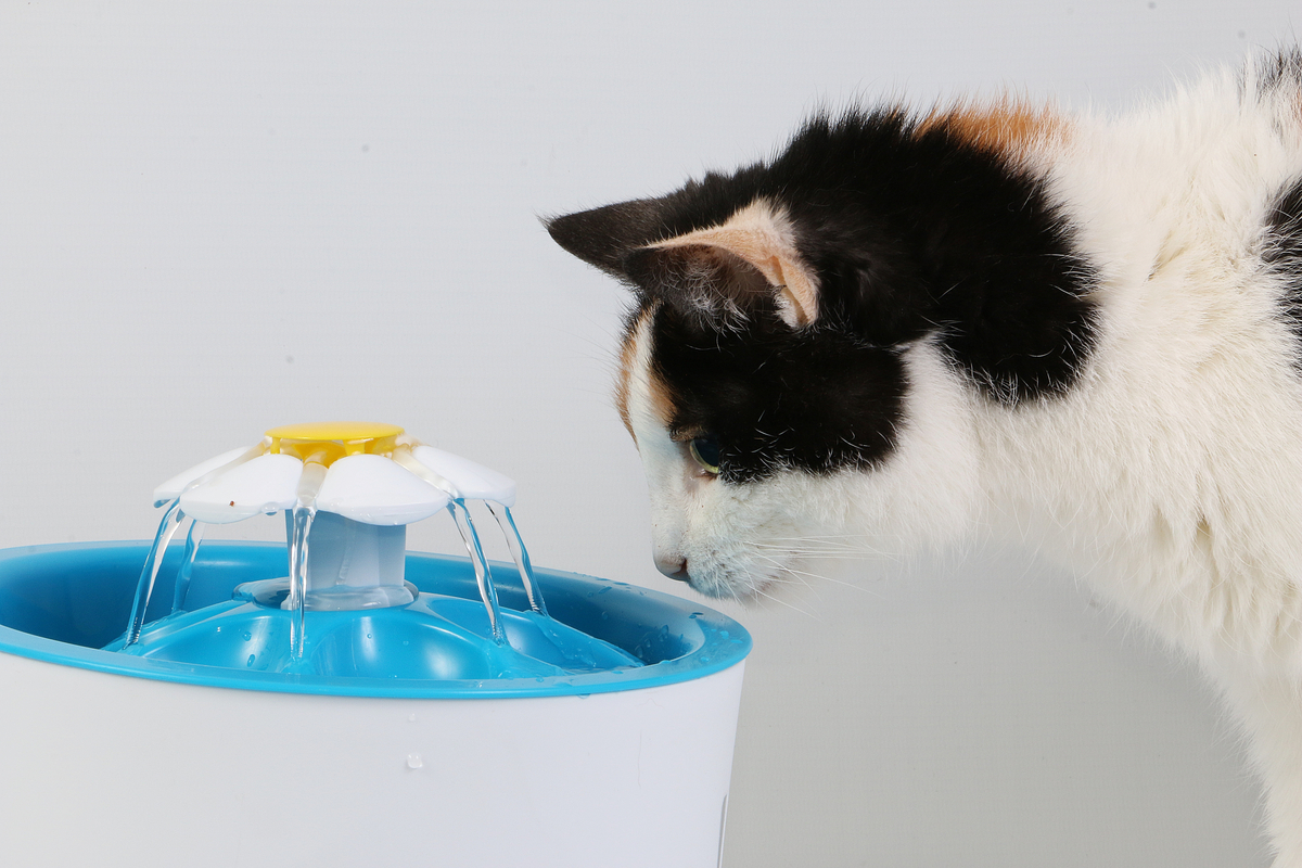 These 3 Water Fountains Can Encourage Your Cat to Drink PawTracks