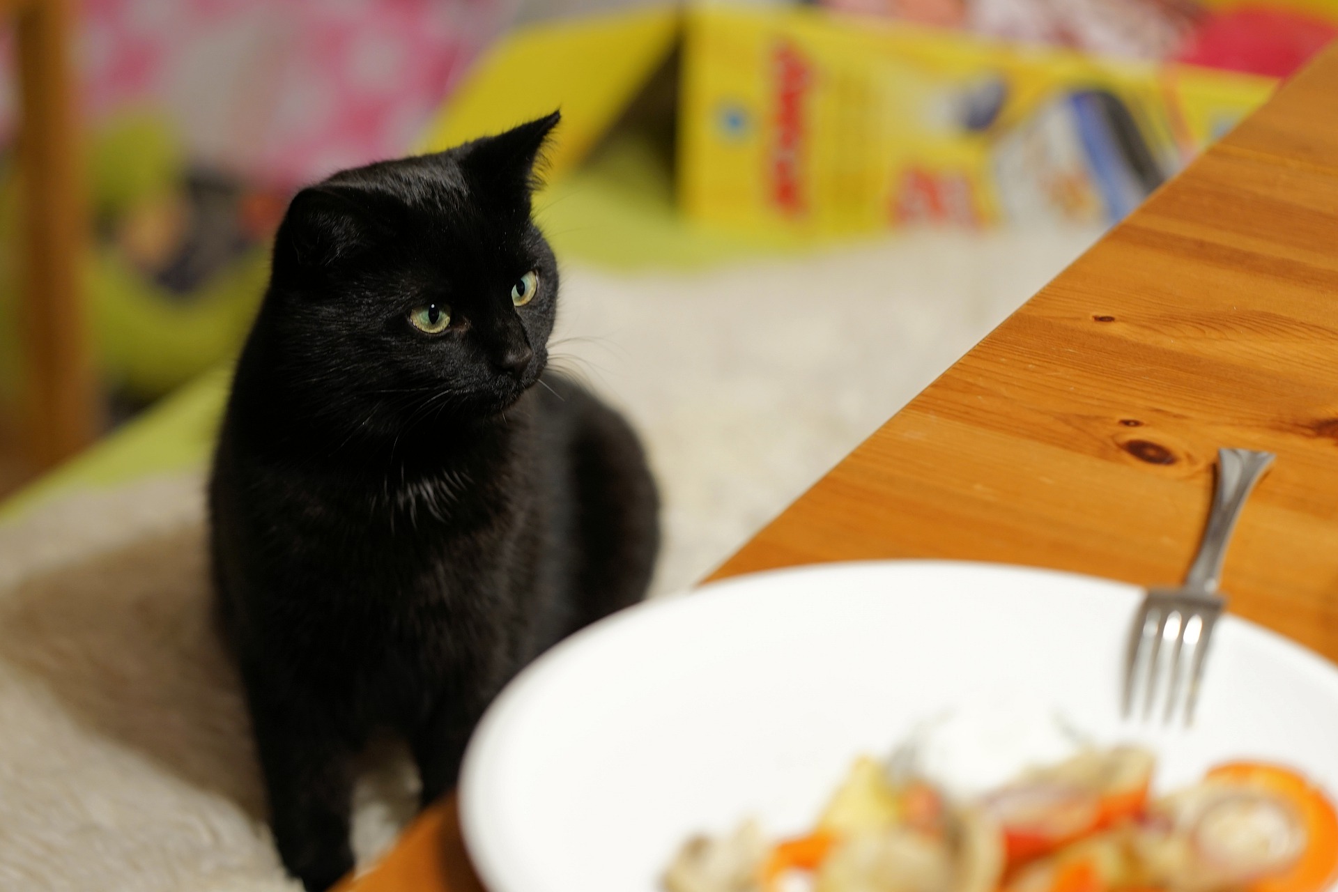Black cat looking at a dinner plate