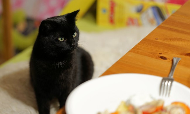 Black cat looking at a dinner plate