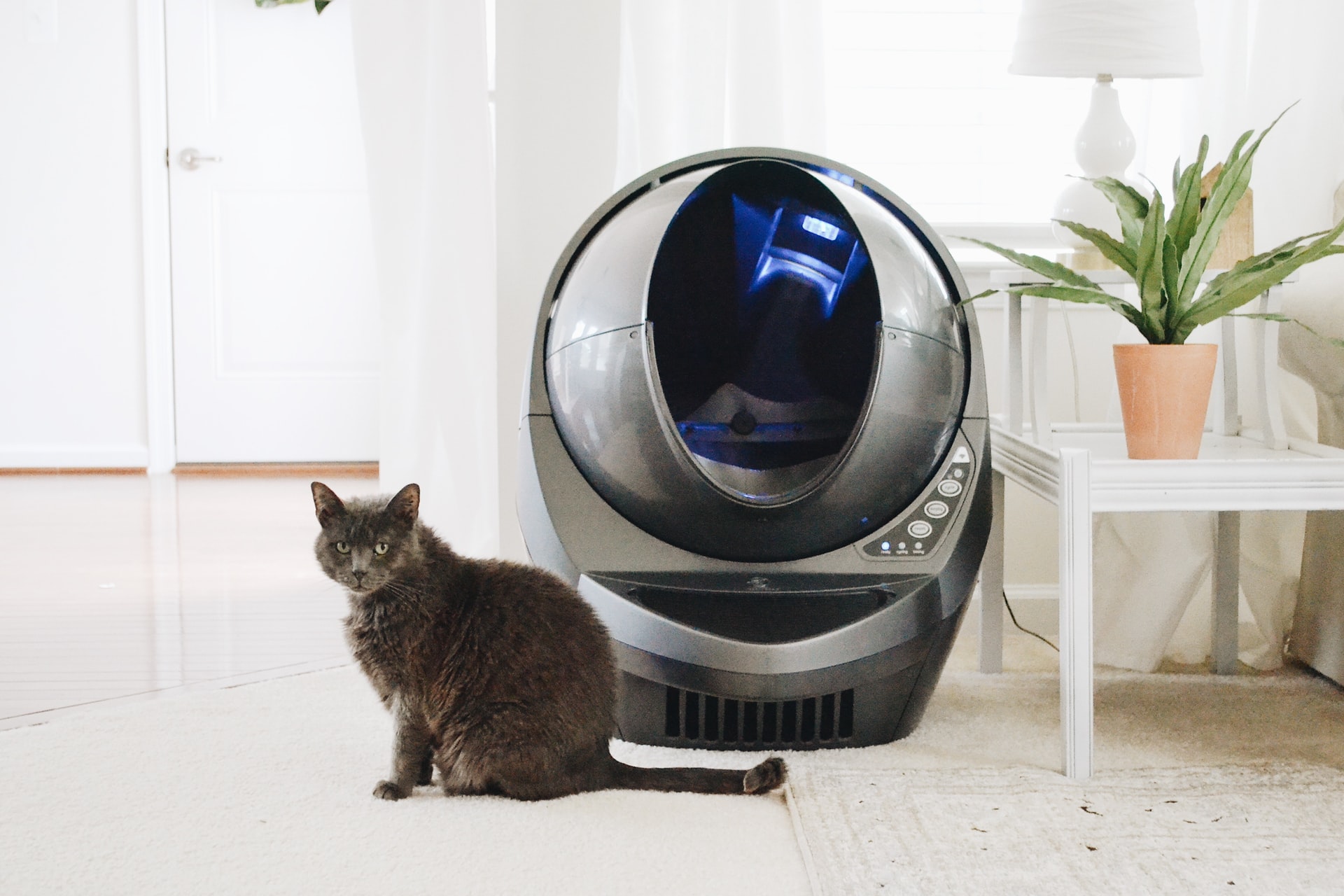 Katė sėdi priešais „Litter Robot“ kraiko dėžę