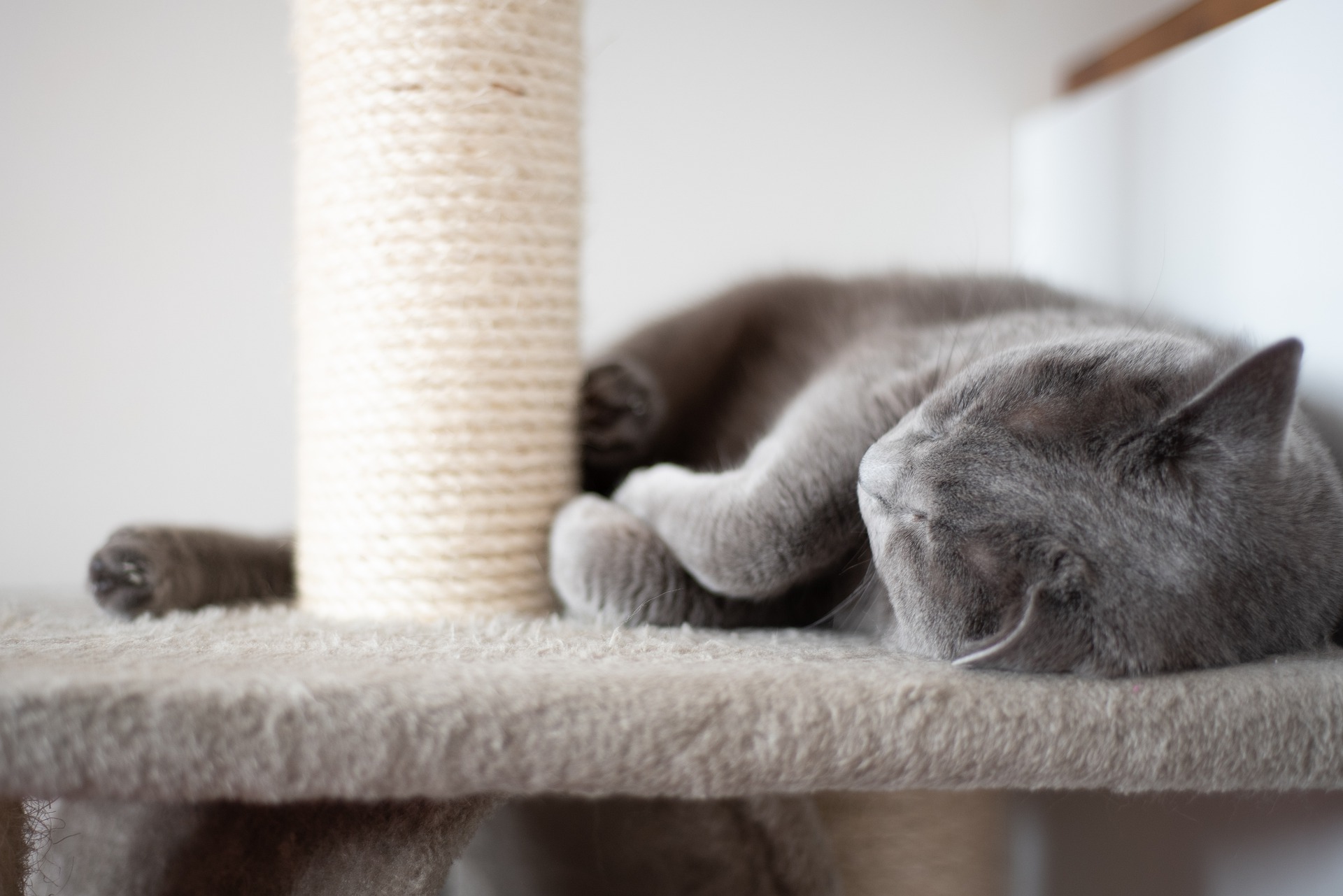 Grey cat sleeping on cat tree with a scratching post