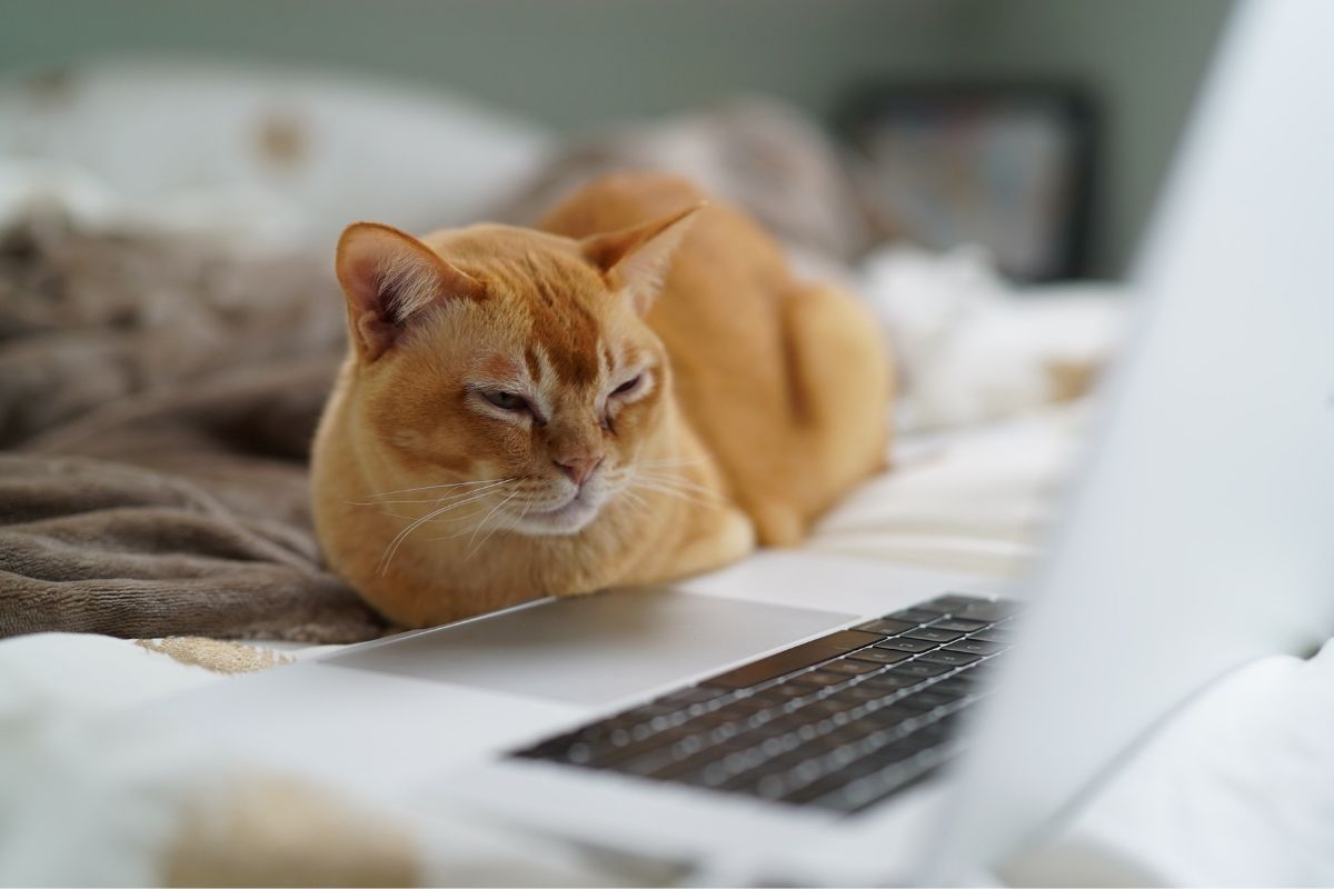 You And Your Cat Are Sure to Love This Hit TV Show PawTracks