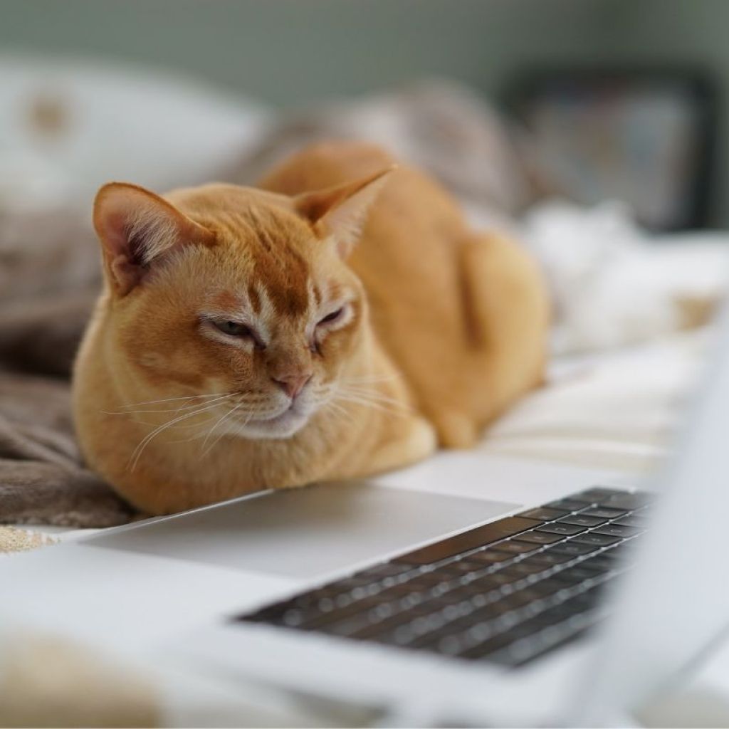Orange cat sitting in front of a laptop
