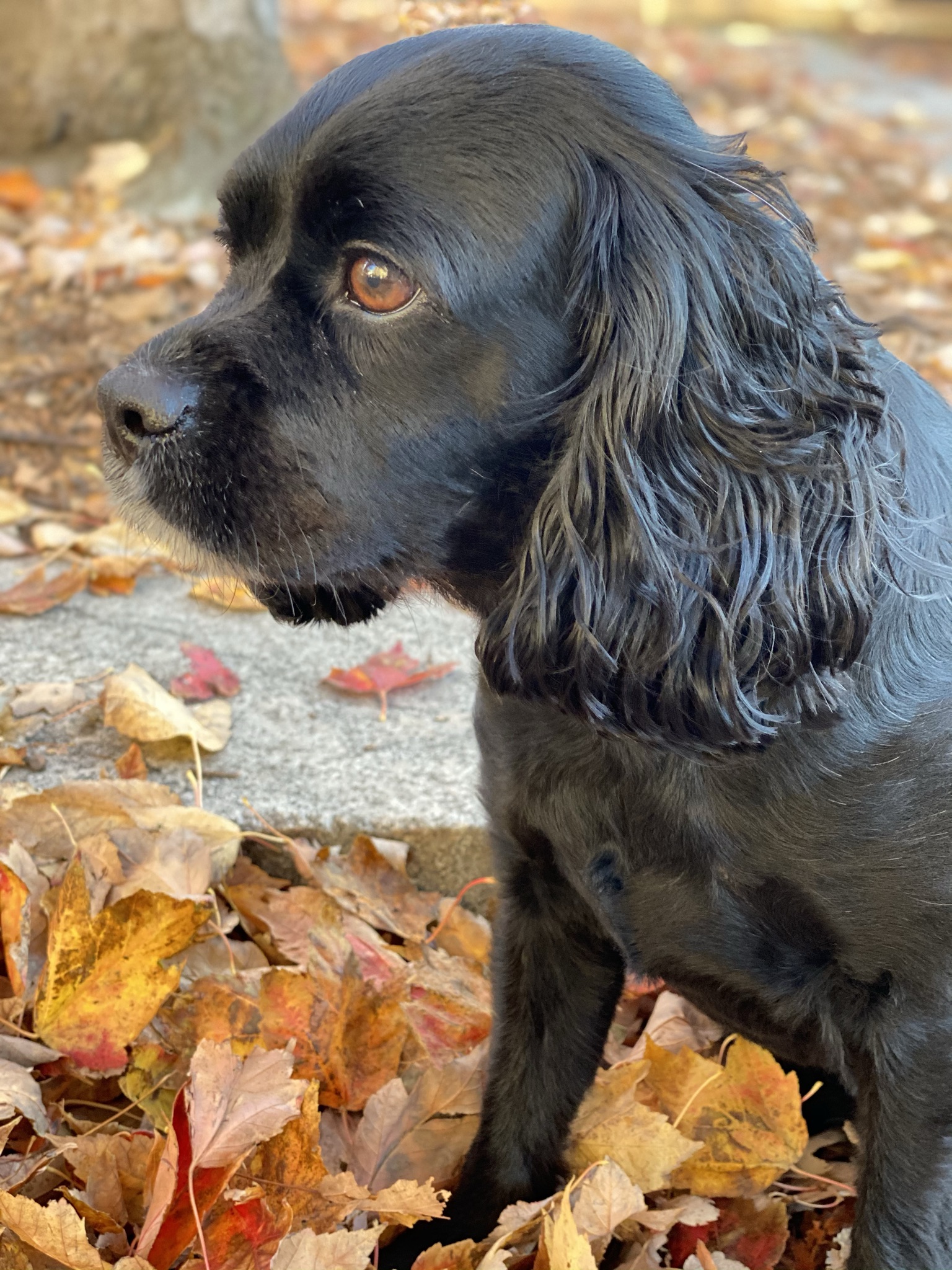 a black cavapoo's side profile in front of the autumn leaves on the ground