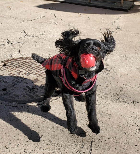 a black cavapoo in a red and black jacket hops in the air to grab a red toy