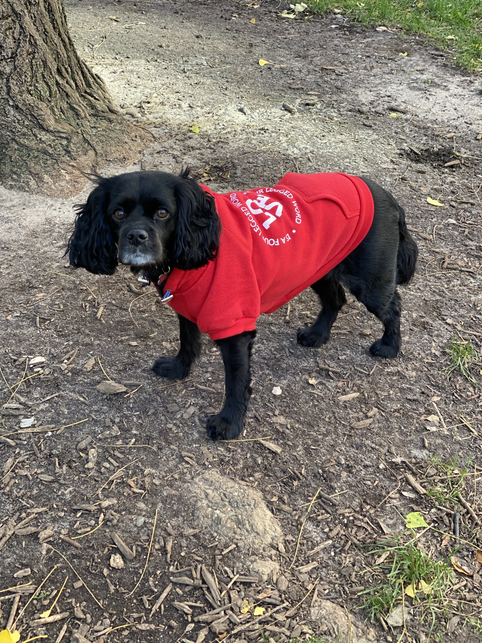a black cavapoo in a red sweatshirt stands outside and looks at the camera