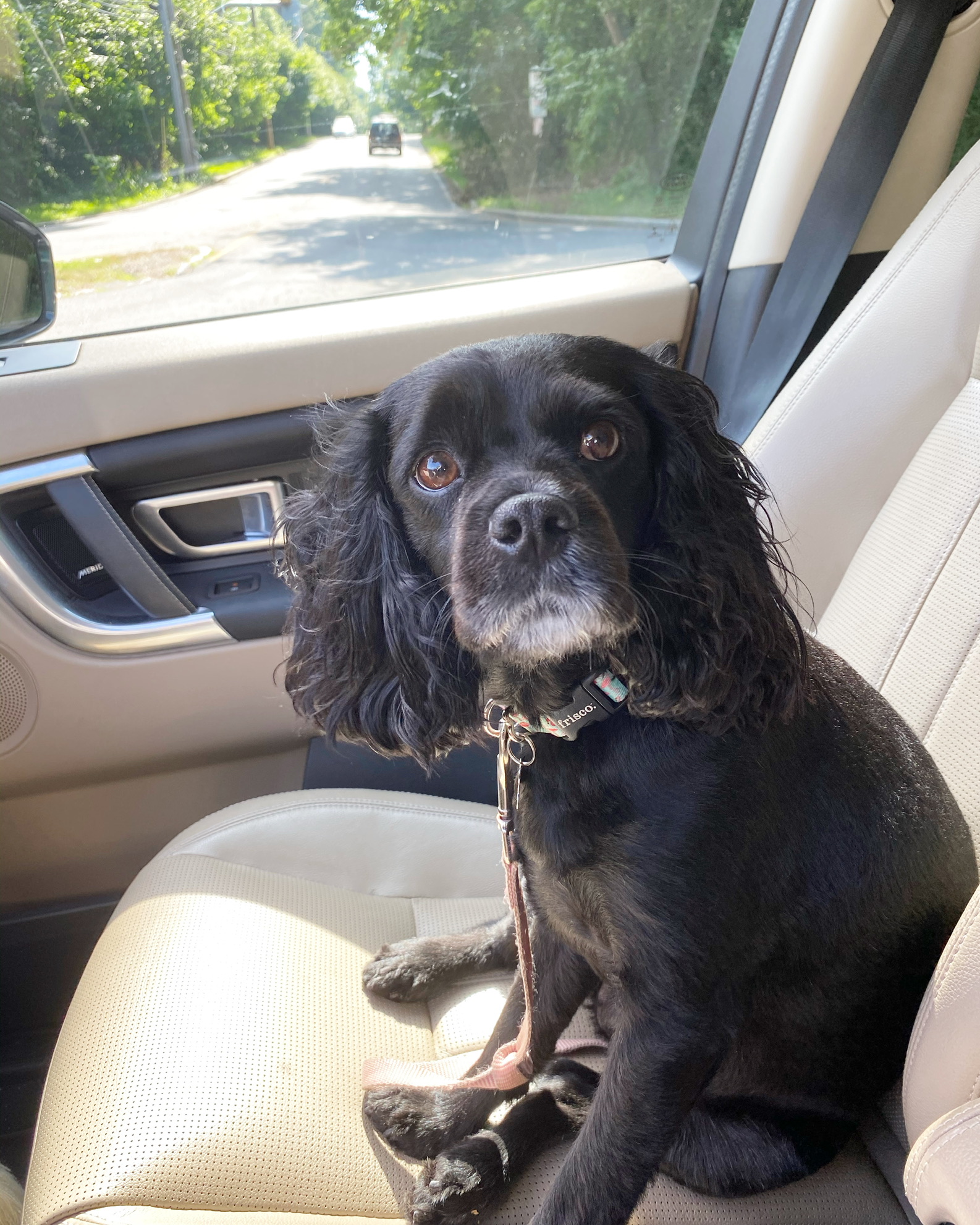 a black cavapoo sits in the sunshine in the passenger seat of the car