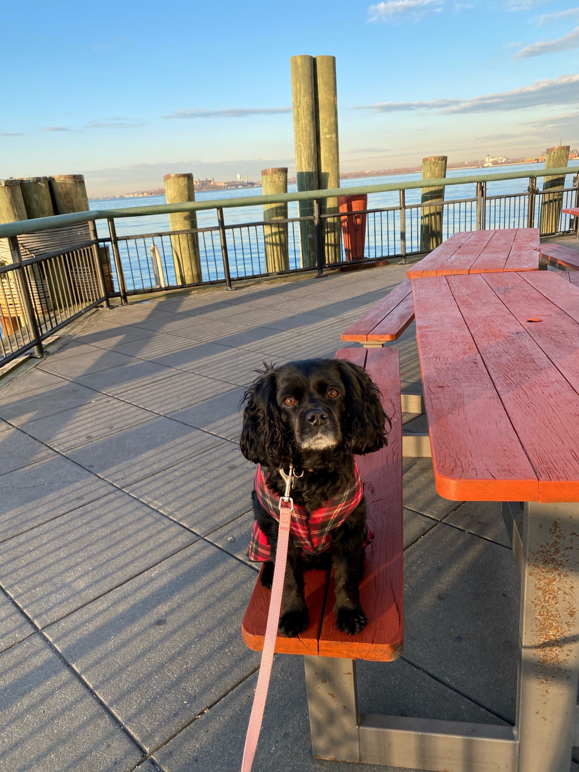 a black cavapoo in a red jacket sits on a red picnic table under a blue sky
