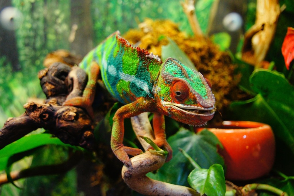 Chameleonas ant šakos buveinėje