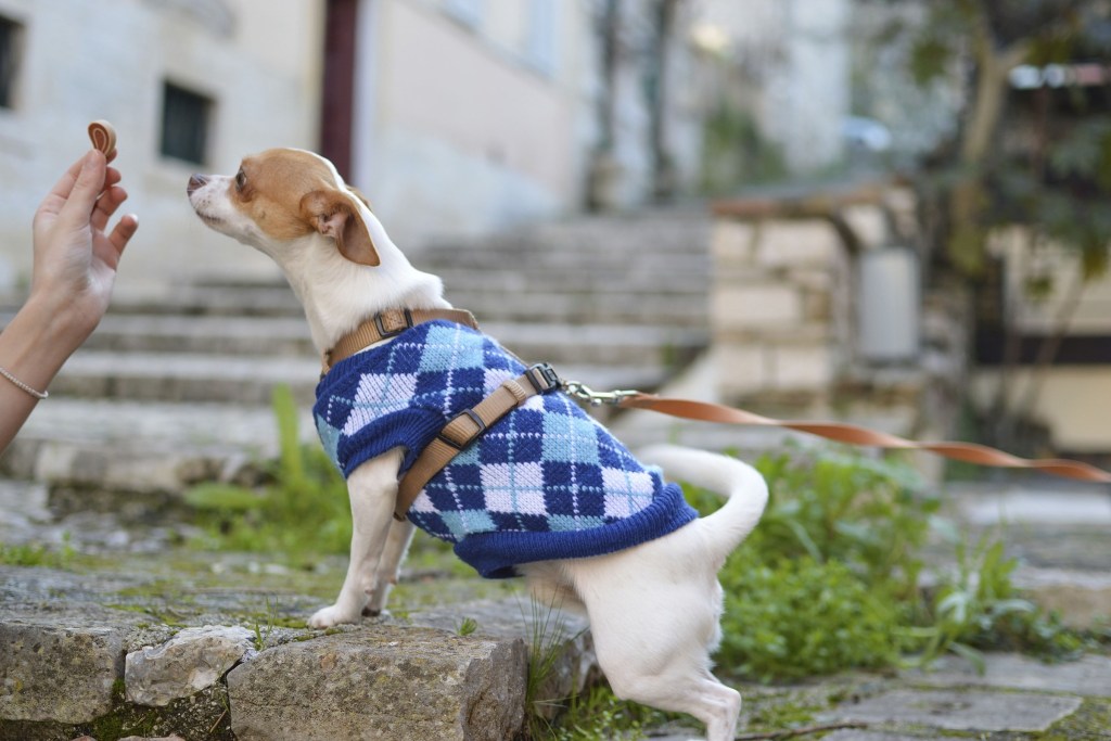 naminiai šunų skanėstai paskutiniai chihuahua megztinio pavadėlio skanėstai