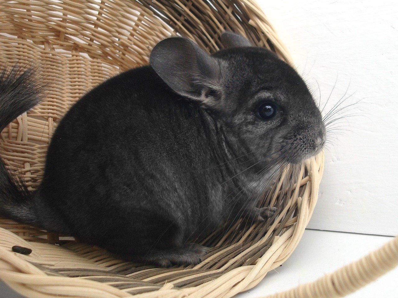 can you potty train a chinchilla