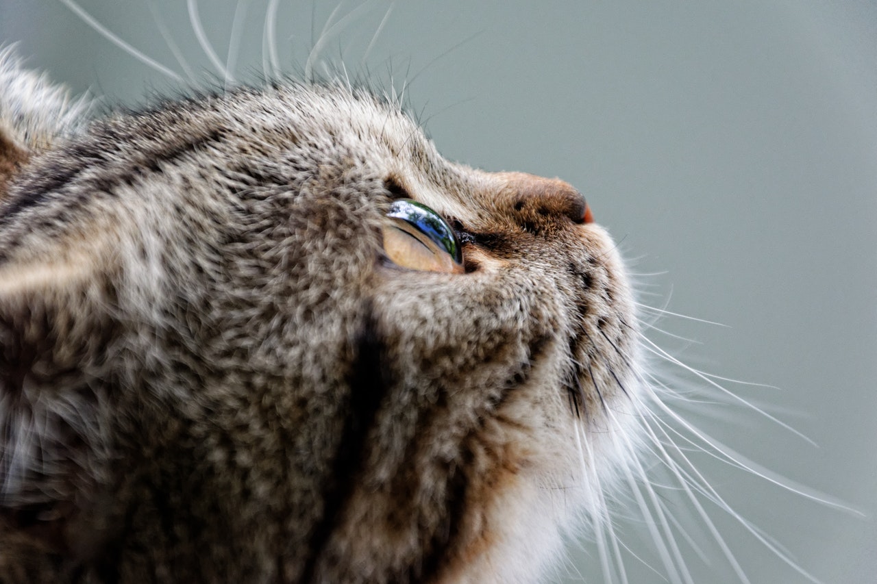 A close-up shot of a brown tabby cat.