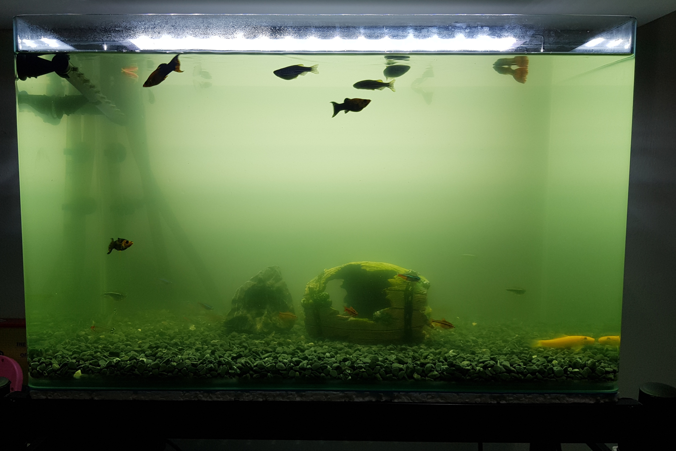 Cloudy aquarium with fish