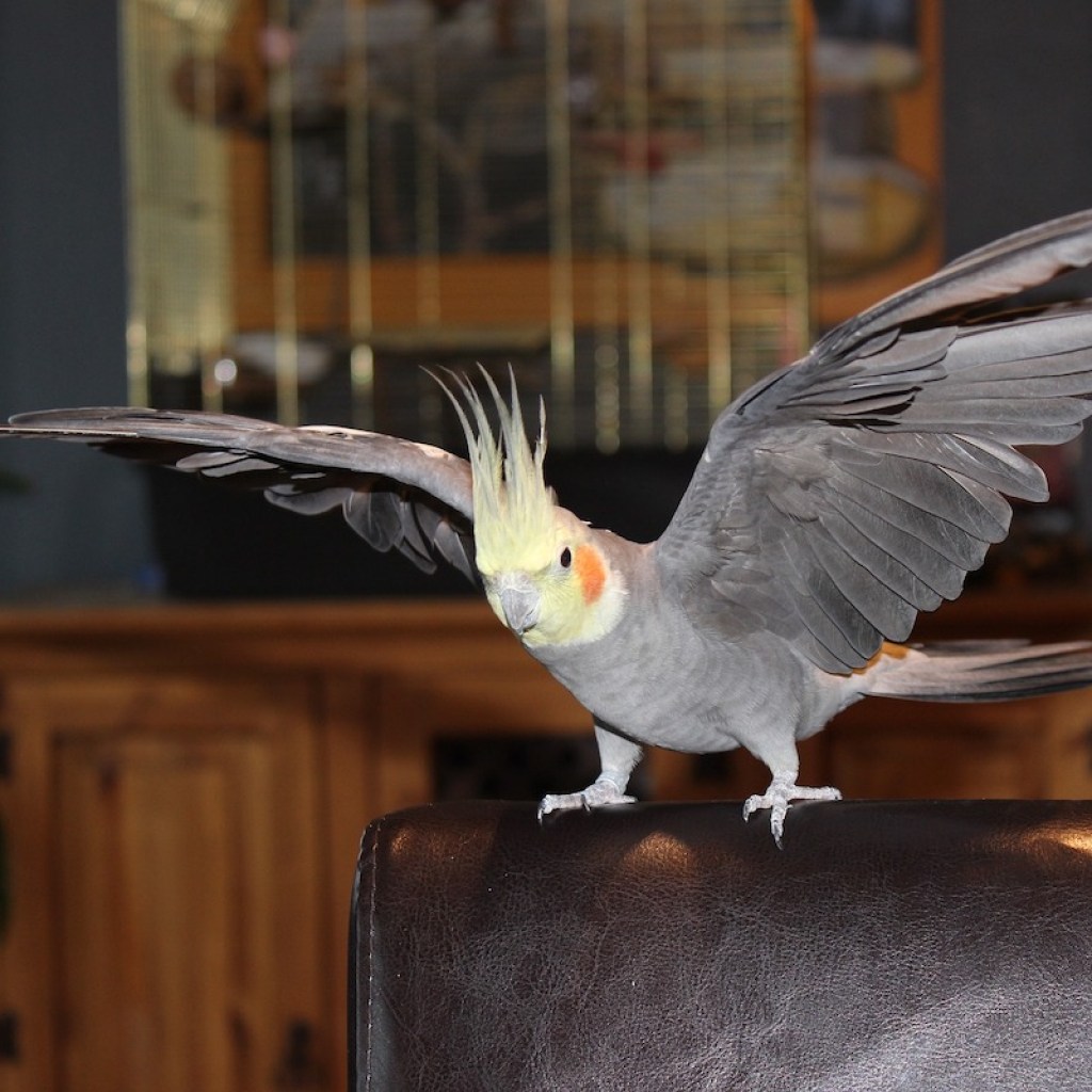 A cockatiel perches on a chair