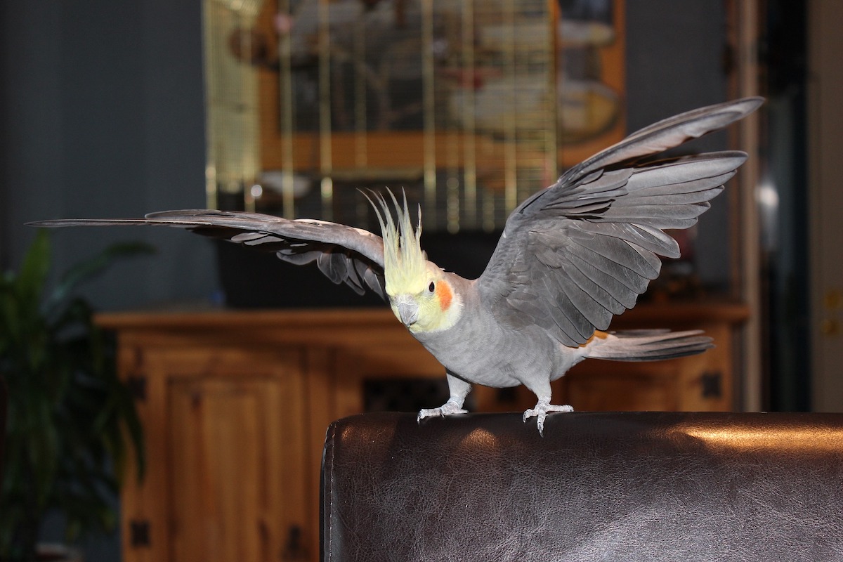 A cockatiel perches on a chair