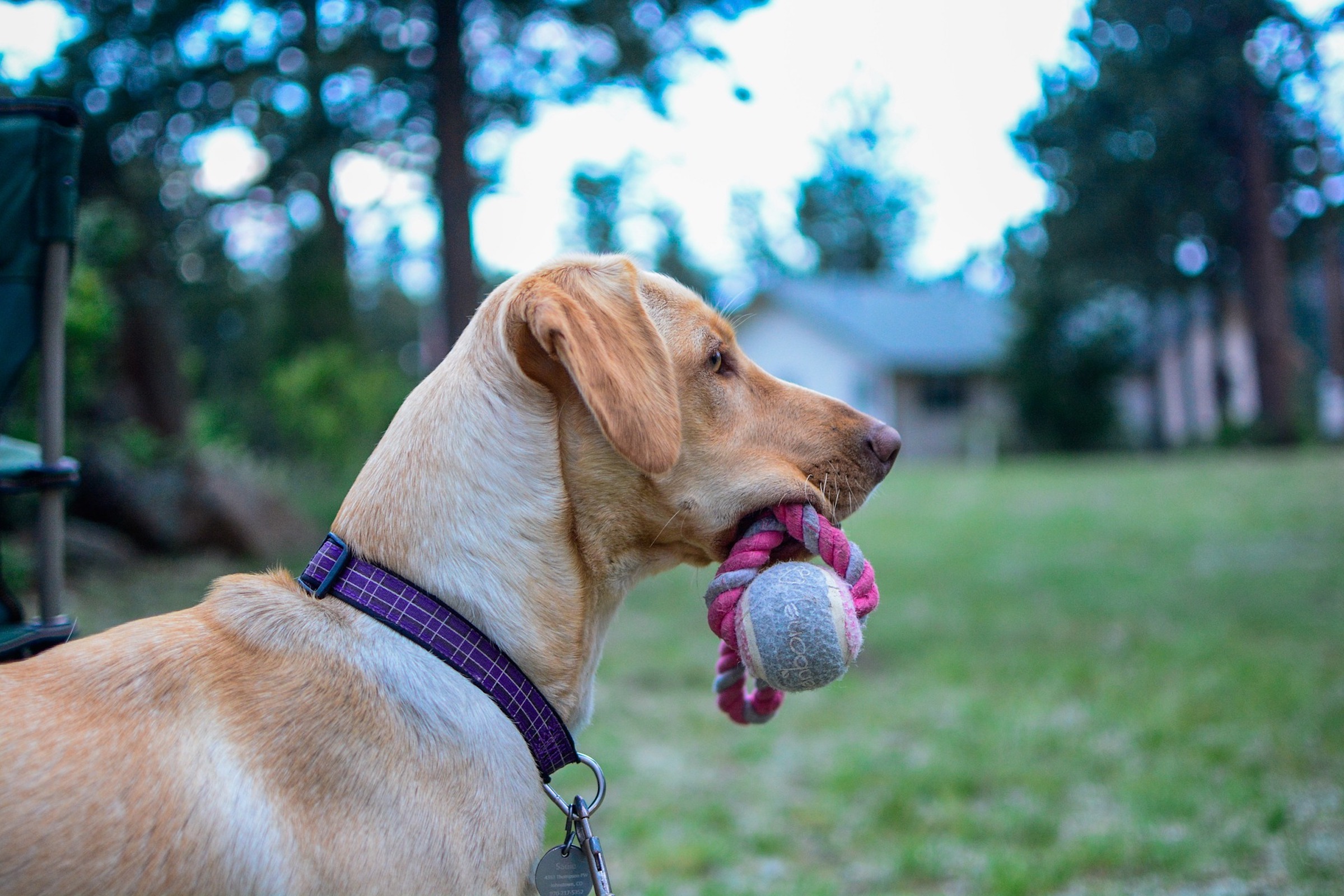 A beige dog in a purple collar holds a toy in her mouth, a side profile outside in the grass