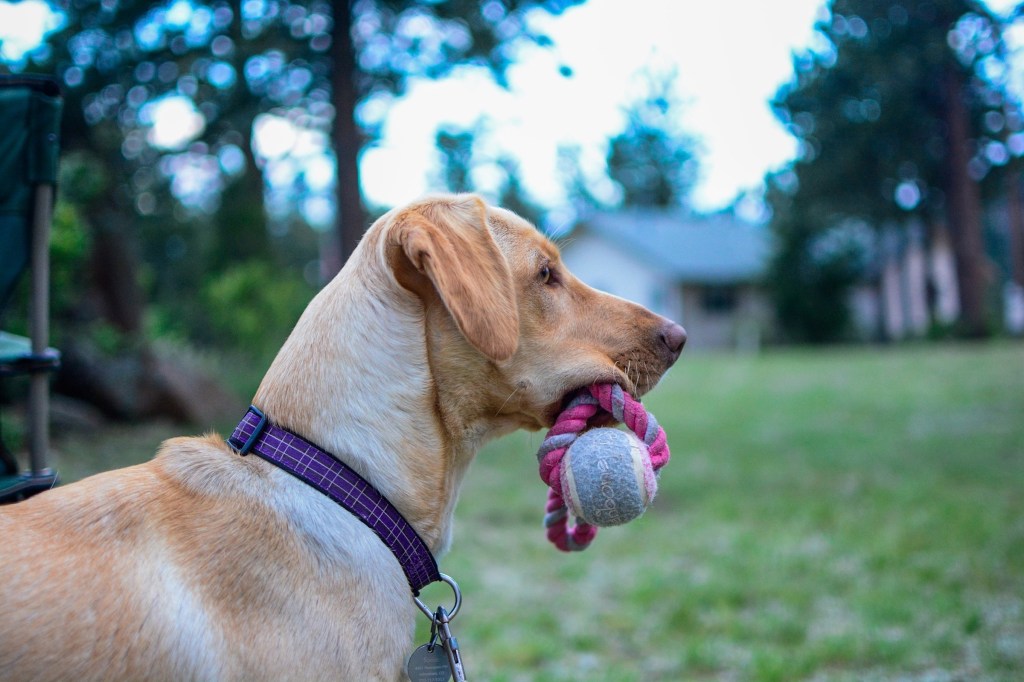 A beige dog in a purple collar holds a toy in her mouth, a side profile outside in the grass