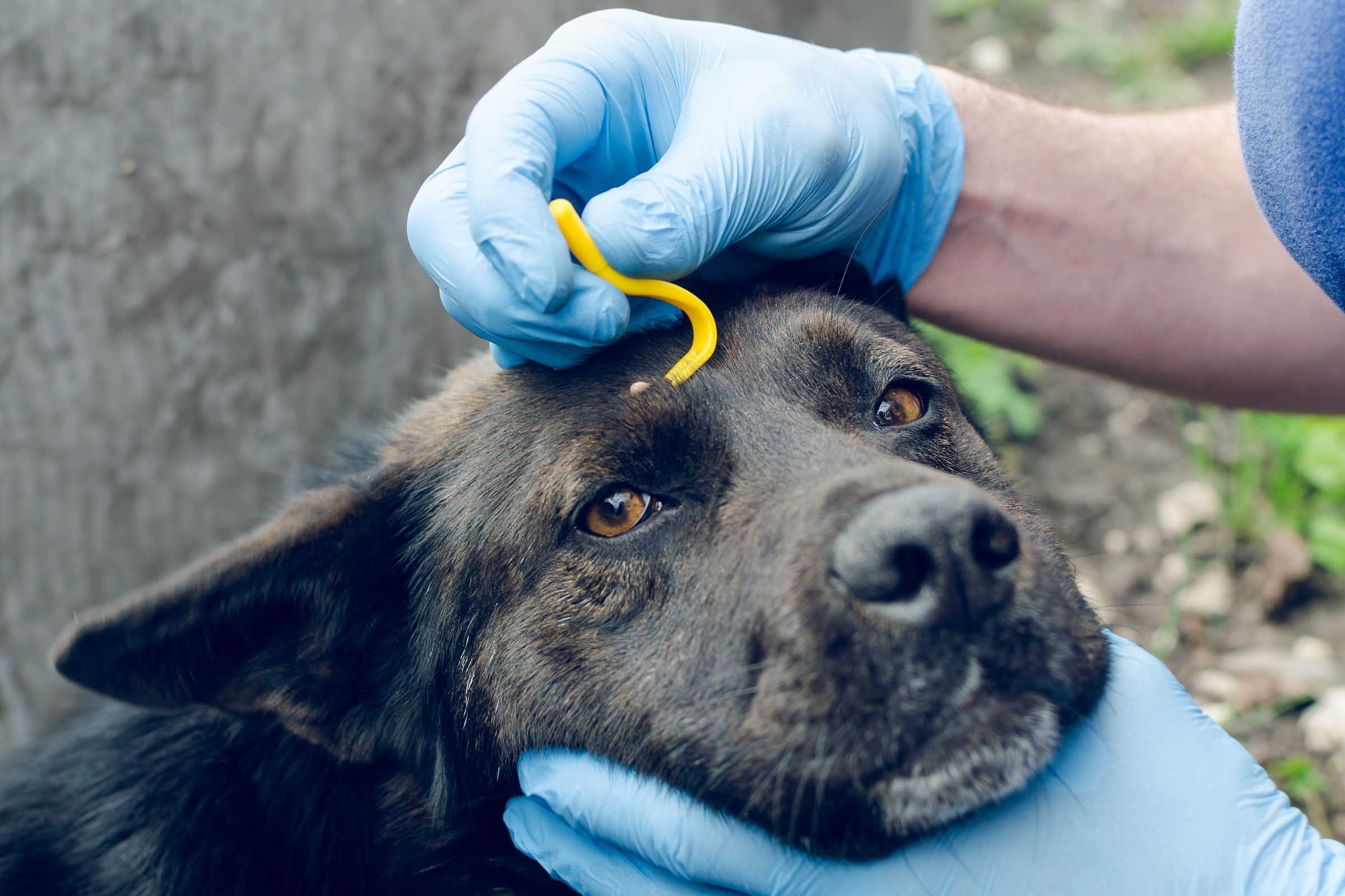 a black dog looks at the camera as someone in blue gloves holds his head and uses a tick removal tool to remove a tick from his forehead