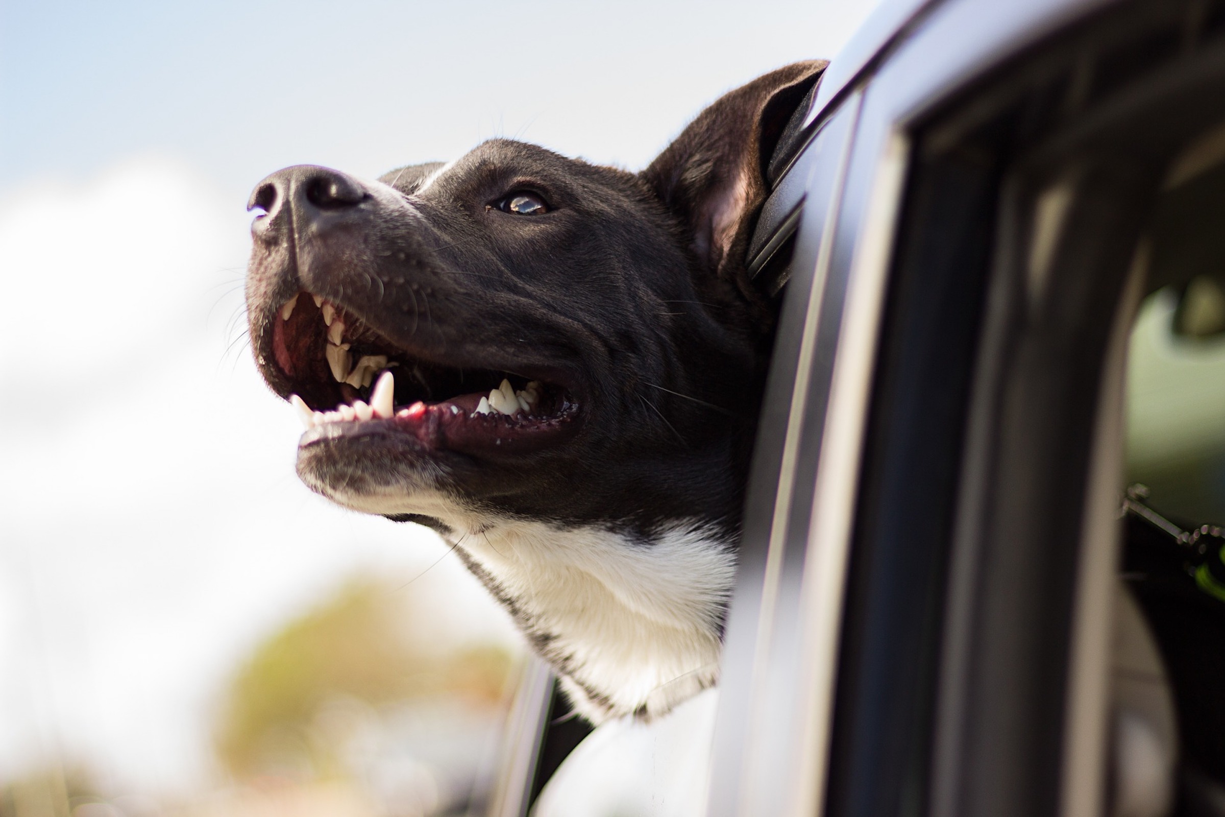juodas pitbulis saulėtą dieną iškiša galvą pro automobilio langą