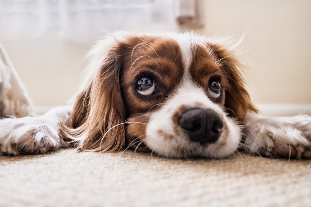 A cavalier king charles spaniel lies on the floor and looks up with big sad eyes
