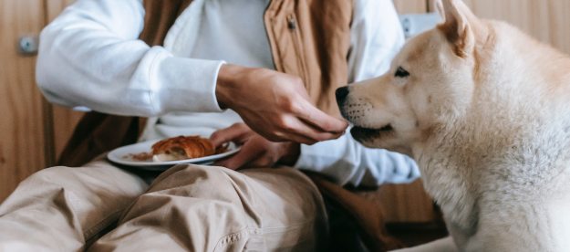 a man sits on the floor with his white fluffy dog and feeds the dog a treat off his plate