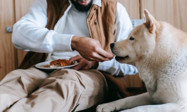 a man sits on the floor with his white fluffy dog and feeds the dog a treat off his plate