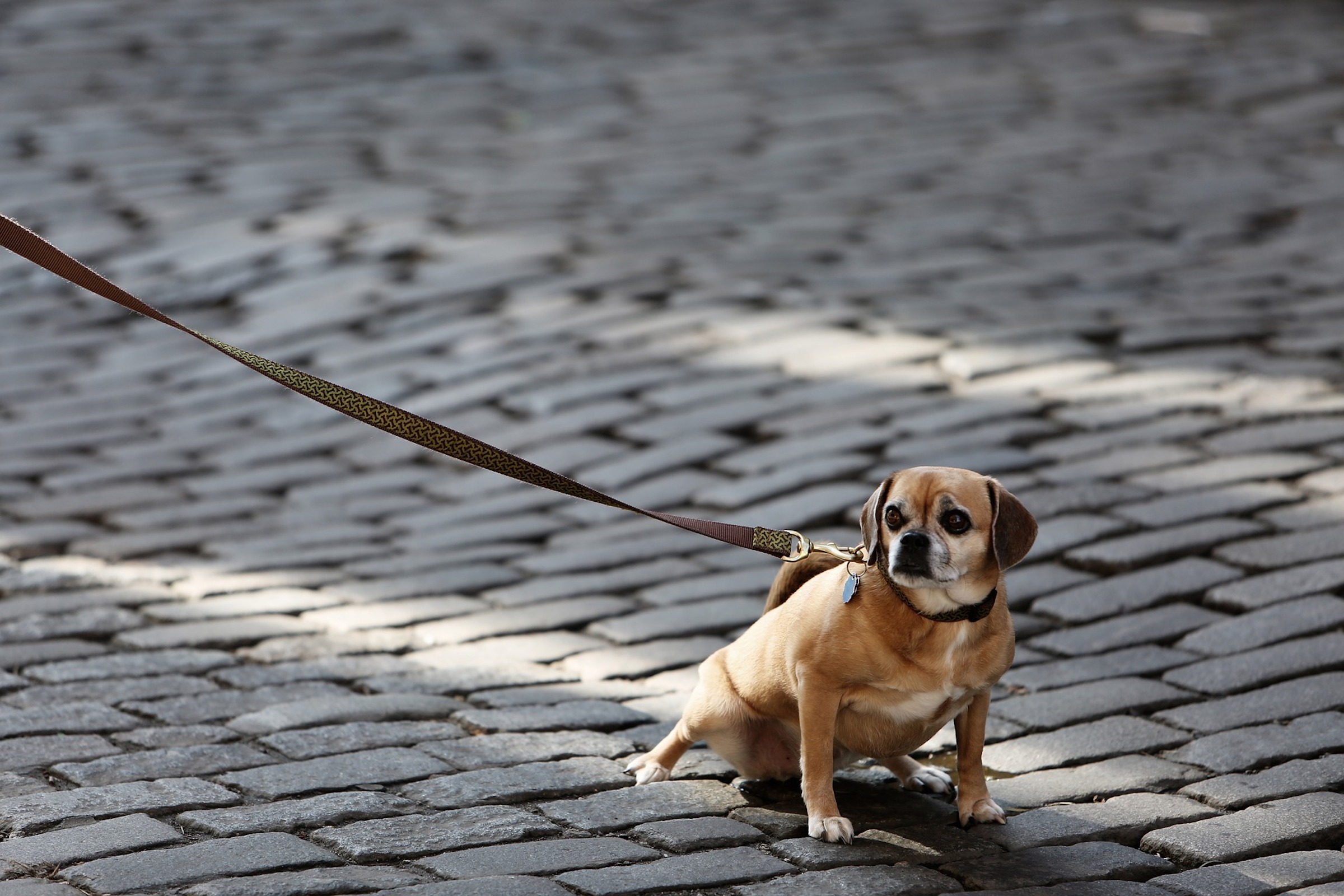 a small beige dog walks on cobblestone, attached to a leash on their collar