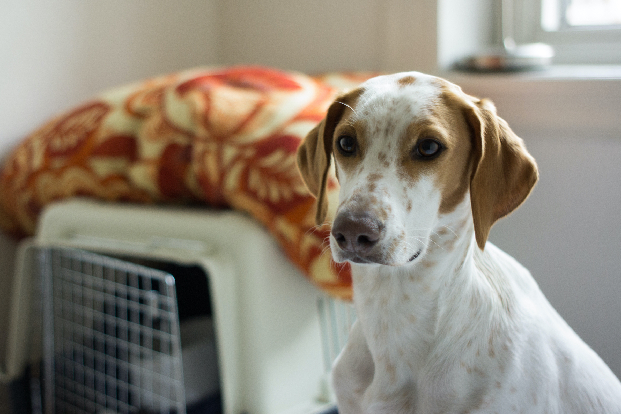 3 Dog Crates Designed To Prevent Escapes - PawTracks