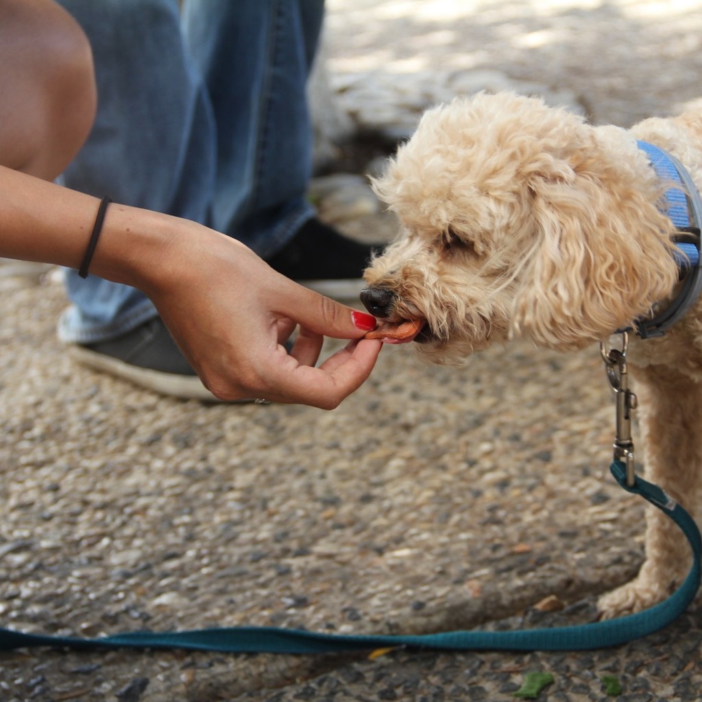 homemade dog treats last white curly feeding eating treat