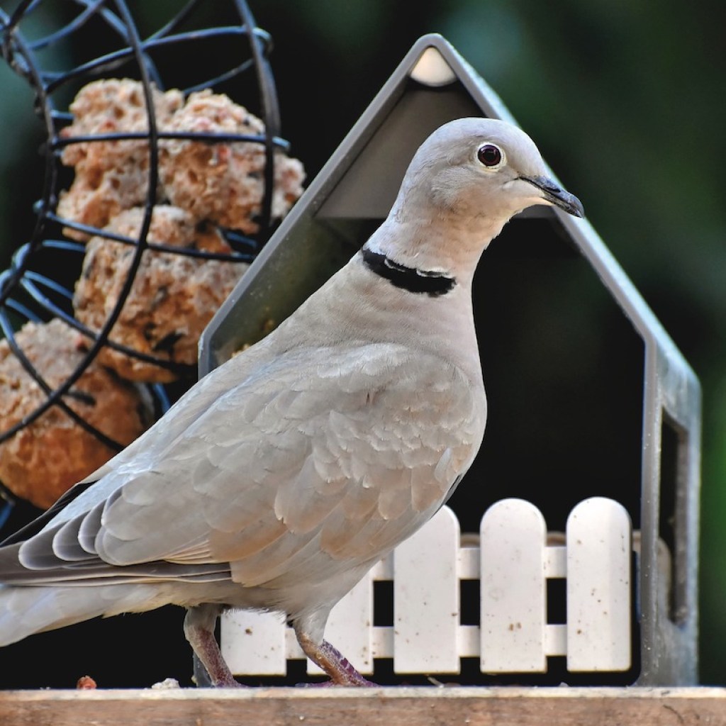 Dove perched in front of a small house