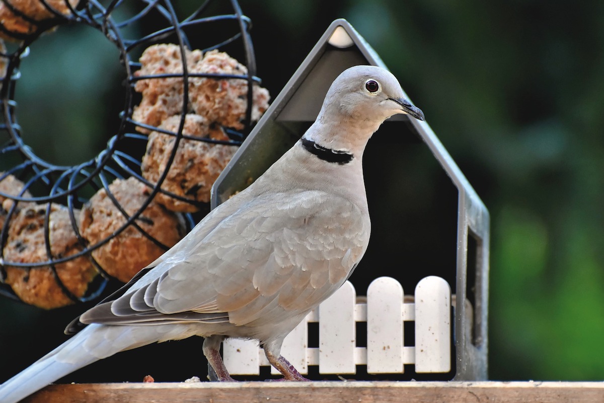 Dove perched in front of a small house