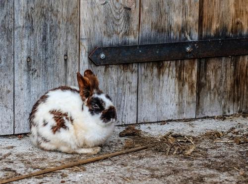 Brown and white rabbit sitting in front of a wooden door